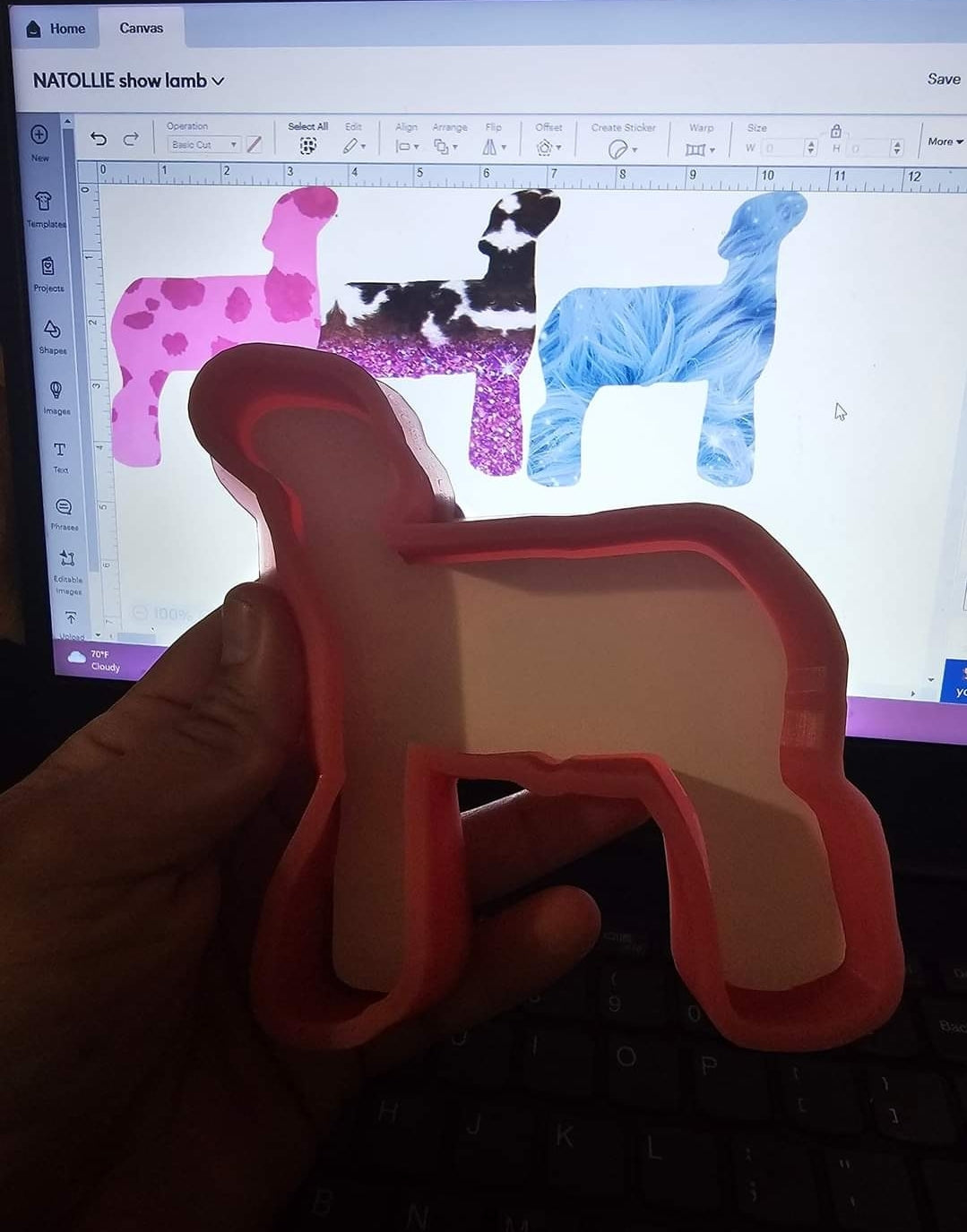Show Lamb
