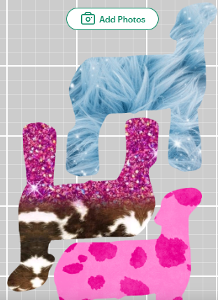 Show Lamb